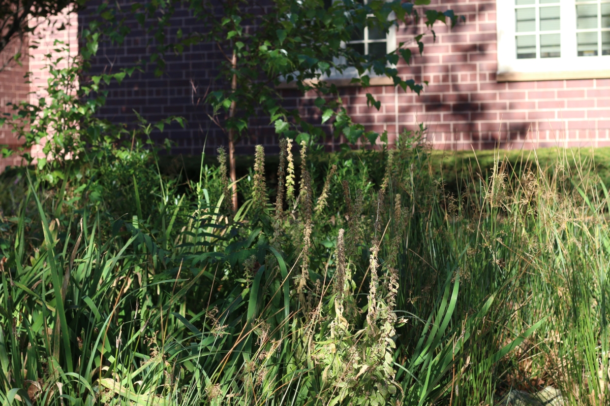 Considering all of the benefits that rain gardens bring, and that rain gardens are virtually maintenance free, it’s no wonder why they seem to be sprouting up everywhere!
